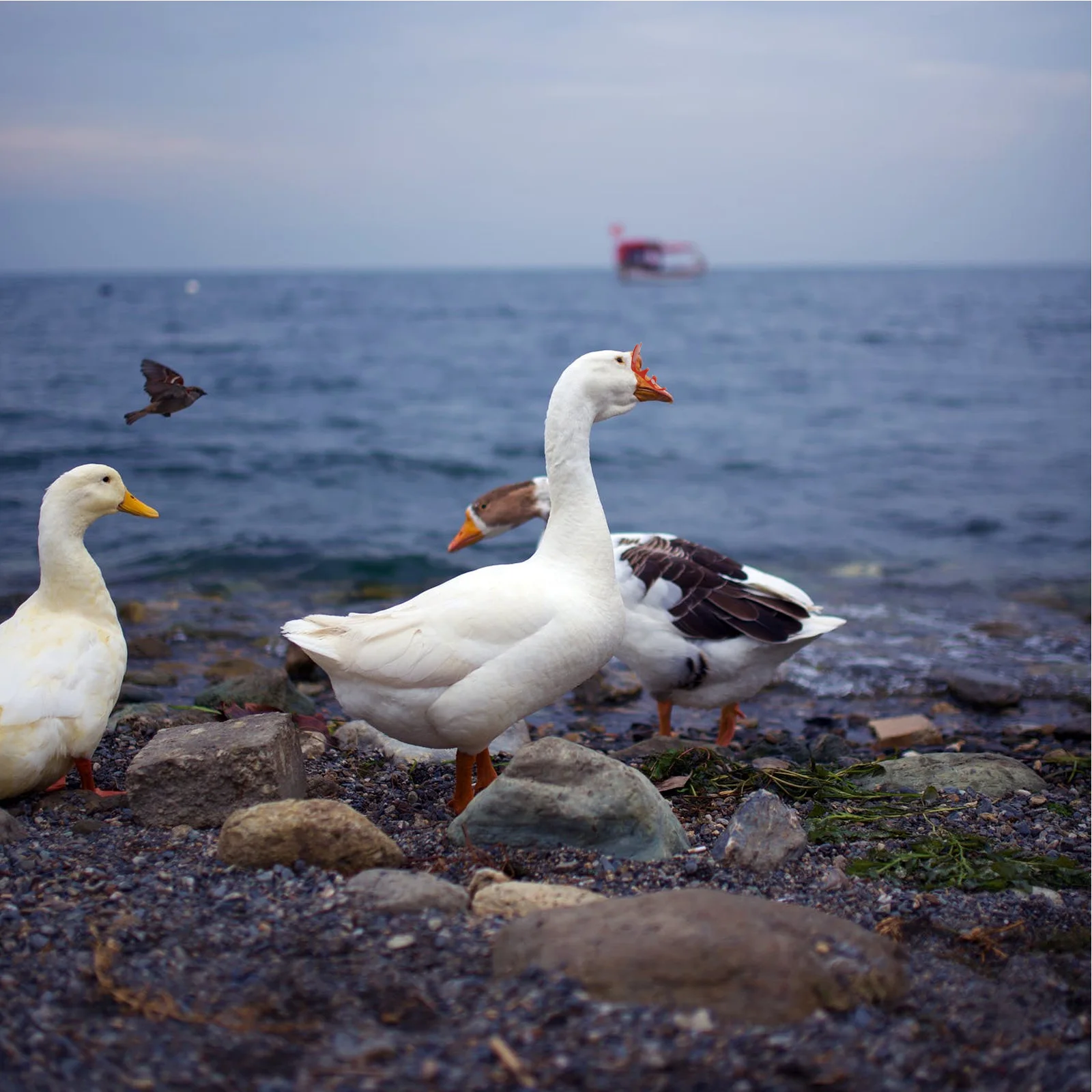 

50Pcs Large Goose Anti-Pecking Glasses Plastic Muscovy Eye Mask Farm Supplies Prevent Toe Eye Damage