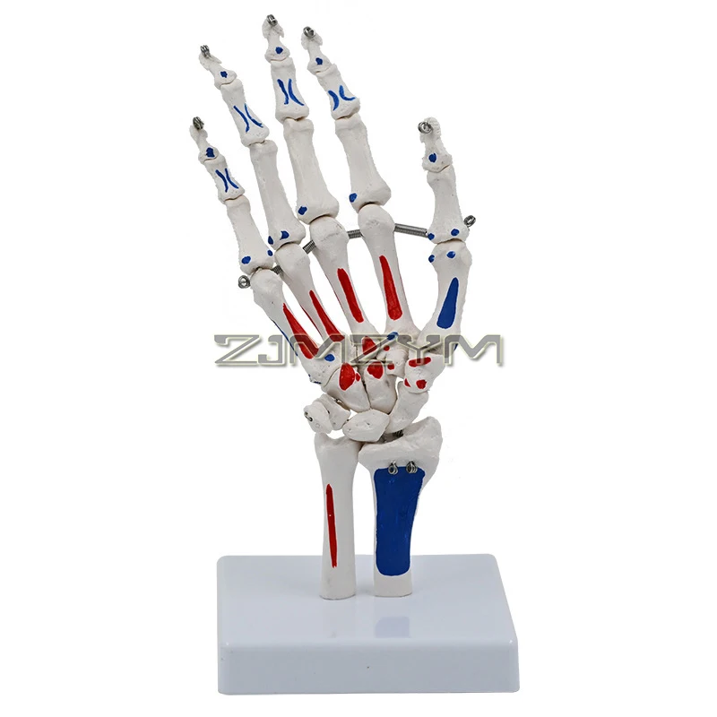 

Hand Skeleton Model on Base, Hand Bone, Life Size, Hand Joint Model with Wrist, Ulnaand Radius, Articulated Hands Skeleton
