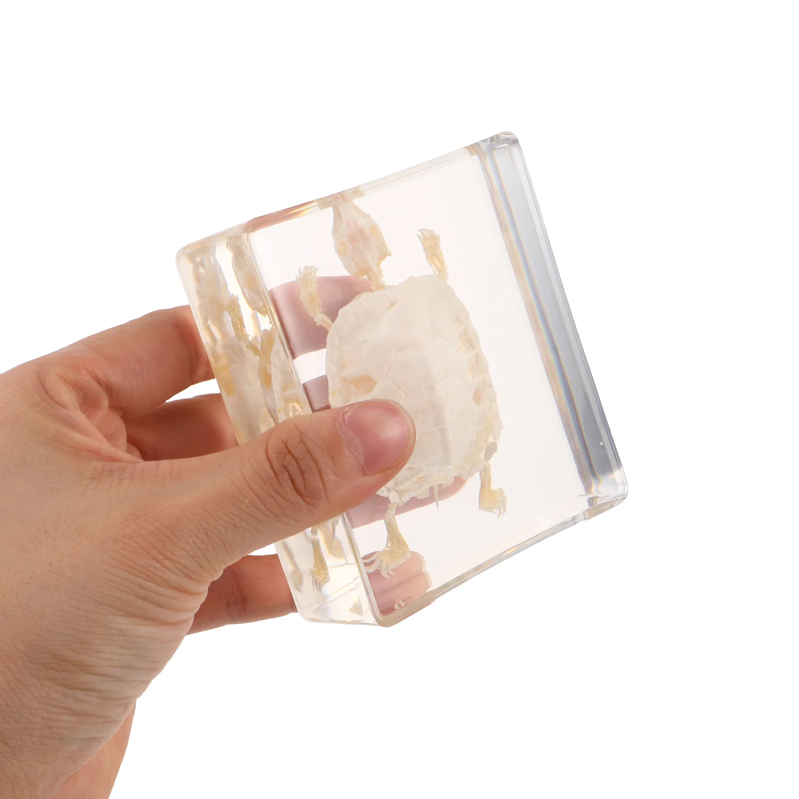 Esemplare di tartaruga brasiliana Studio anatomico Display educativo biologico naturale conservato scientifico