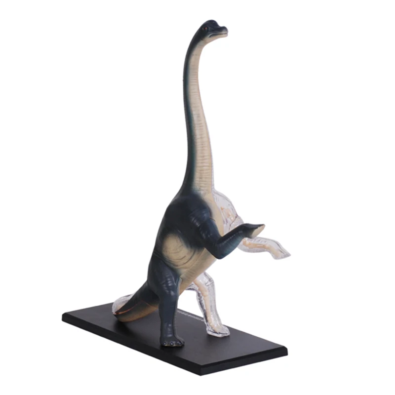 4D Vision Animal Brachiosaurus (Full Skeleton) Anatomy Dinosaur Toy Model Sculpture Collection Model