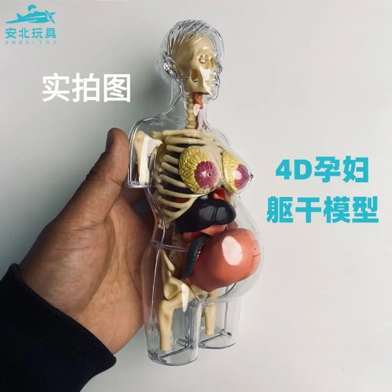 

4D-модель прозрачного торса беременной женщины для дошкольников, учащихся и студентов: развивающая игрушка для раннего обучения и развития интеллекта