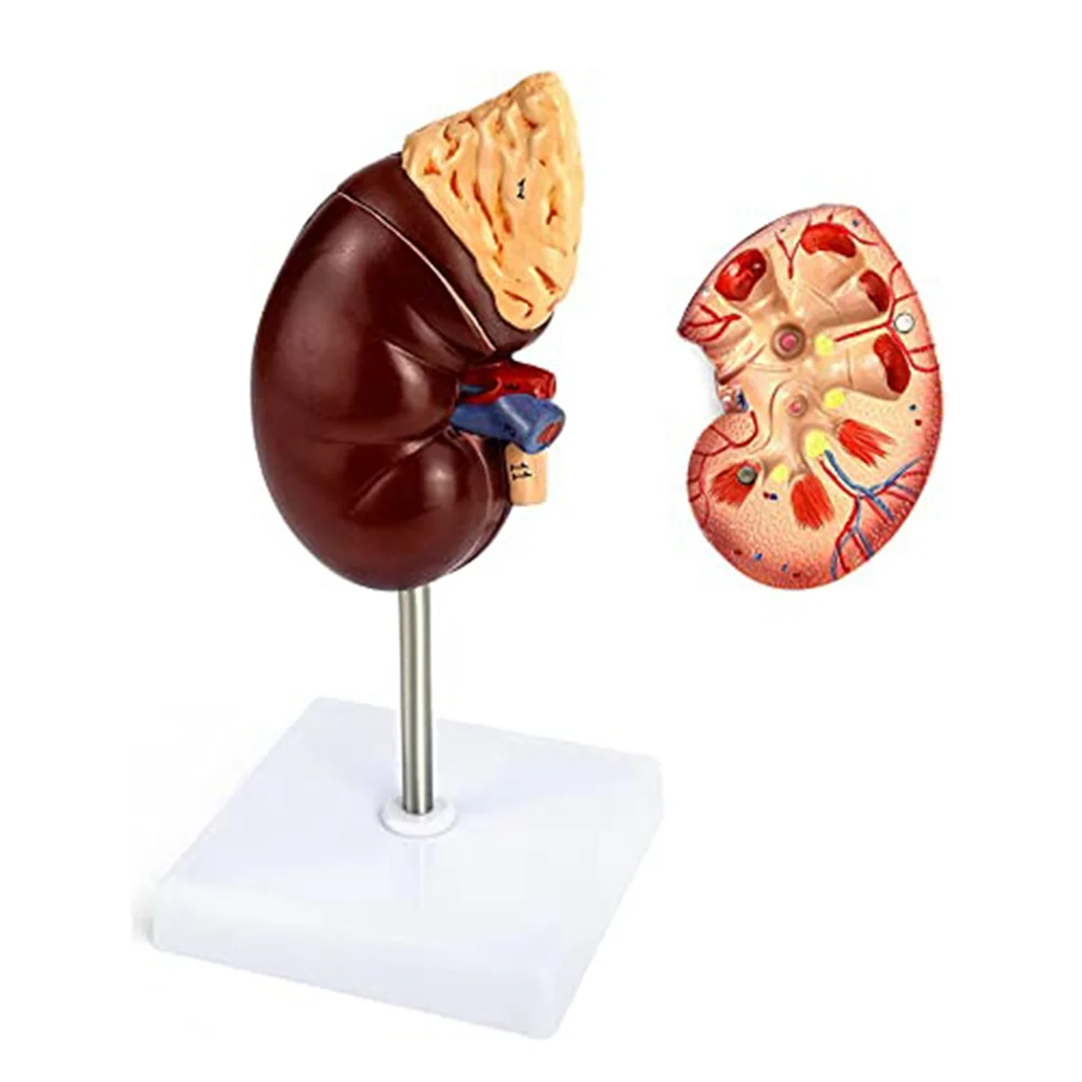 Life-Size Kidney Model, 2 Parts Showing Internal Structure a Kidney Human Anatomy Replica for Doctors Educational Tool