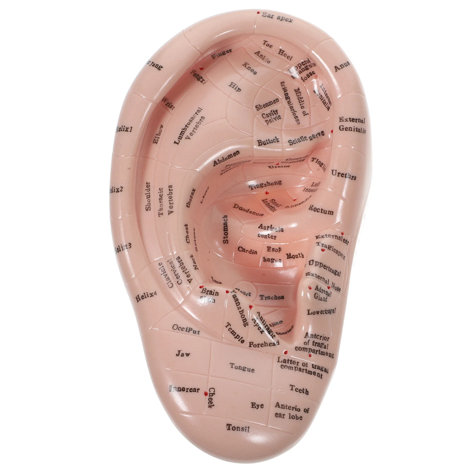 Auricular Model Balines Beads Massage Tools Chinese Medicine Teaching Prop Lettering Ear Mold Acupoint Learning Acupuncture