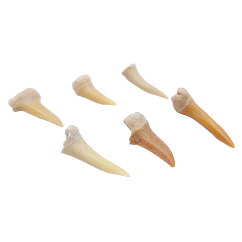 5Pcs Amazing Real Shark Teeth Authentic Fossils Great White Shark Tooth Fossil Children Science Education Specimen DIY Crafts