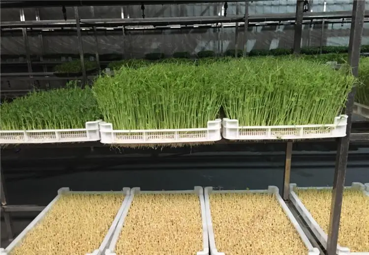 آلة تنبت فول مونج التجارية ذات درجة حرارة ثابتة آلة زراعة تنبت