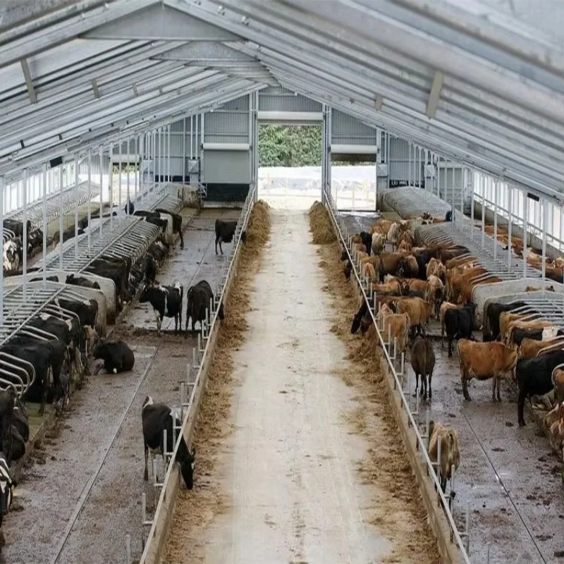

Qingdao RT Economic Steel Structure Cow Farm Building Modern Design for Farmhouses at Chinese Prices