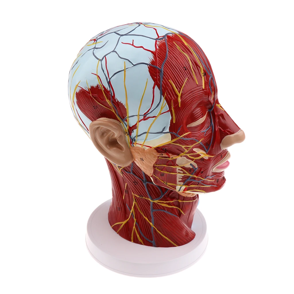 Modelo de enseñanza sagital, Cabeza Mediana, nervios, parótidos, columna Cervical