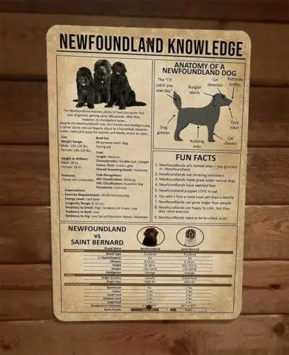 Newfoundland Dog Knowledge Anatomy and Fun Facts 8x12 Metal Wall Animal Sign