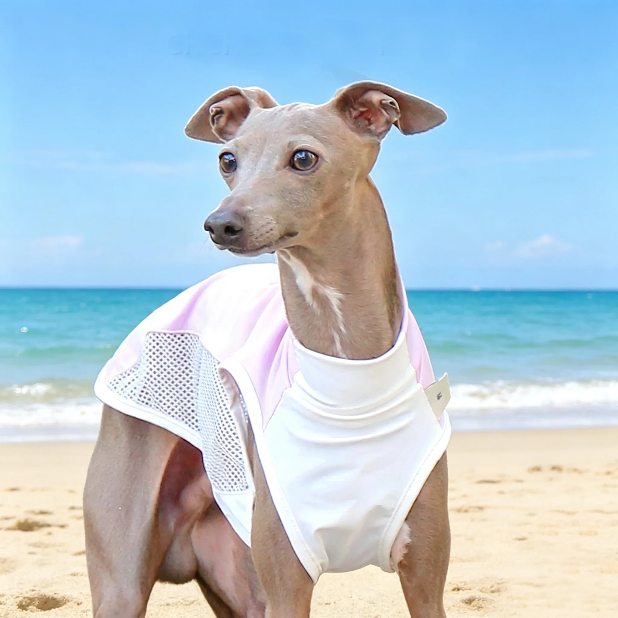 Chaleco transpirable verano protección solar Whippet y Galgo Italiano - imagen 3