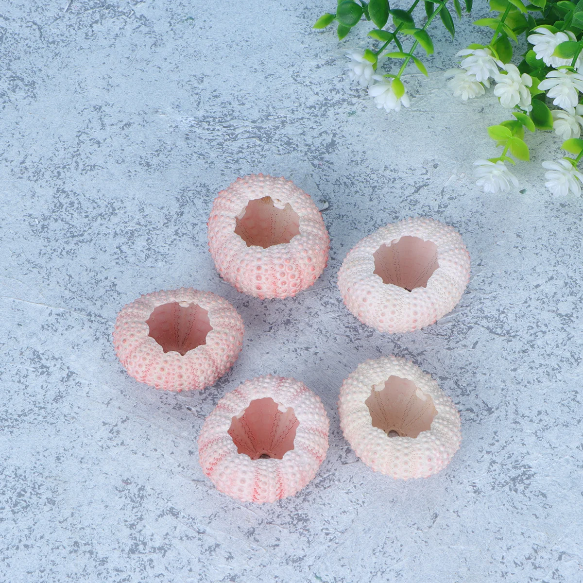 

6Pcs Natural Sea Urchin Shells 3-4Cm Colorful Succulent Pots Tillandsia Air Plant Holders DIY Craft Decoration