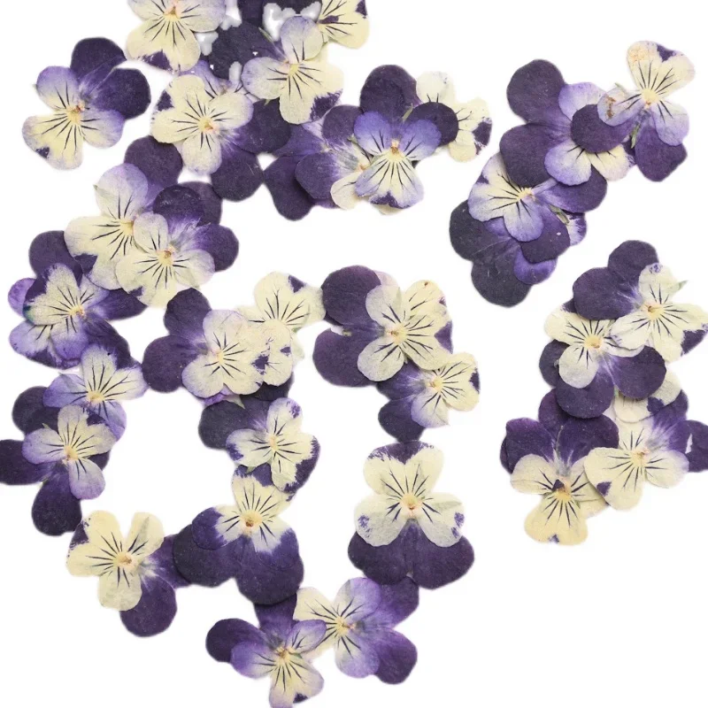 2-3cm/24pcs,nature Pressed Two-color Gradual Herb Trinity Dry Pansy Flower DIY Petal Makeup Drop Glue Jewelry Plant Photo Frame