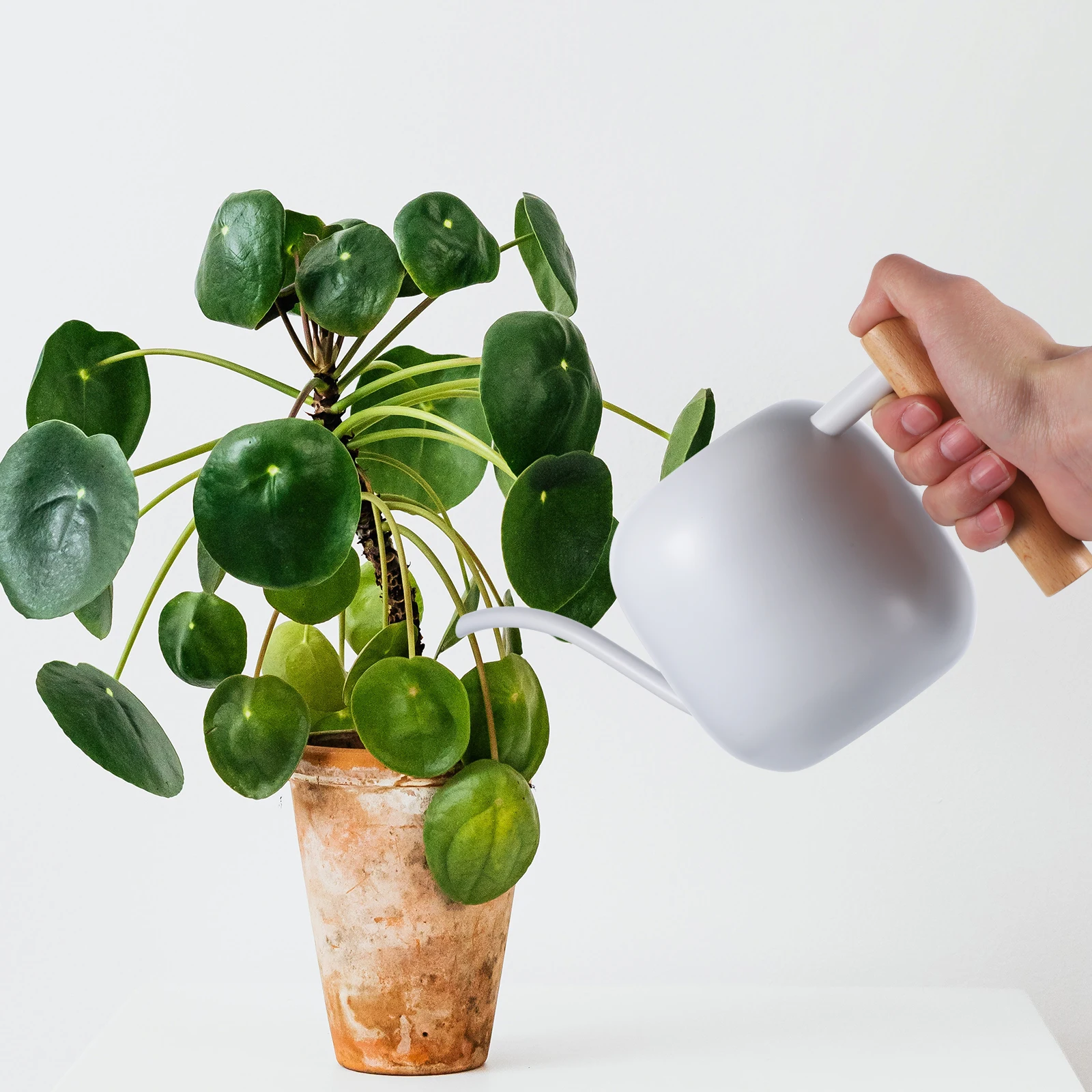 

Long Spout Can Stainless Steel Wood Handle Indoor Plant Watering Kettle Garden Watering Pot Small Sprinklers