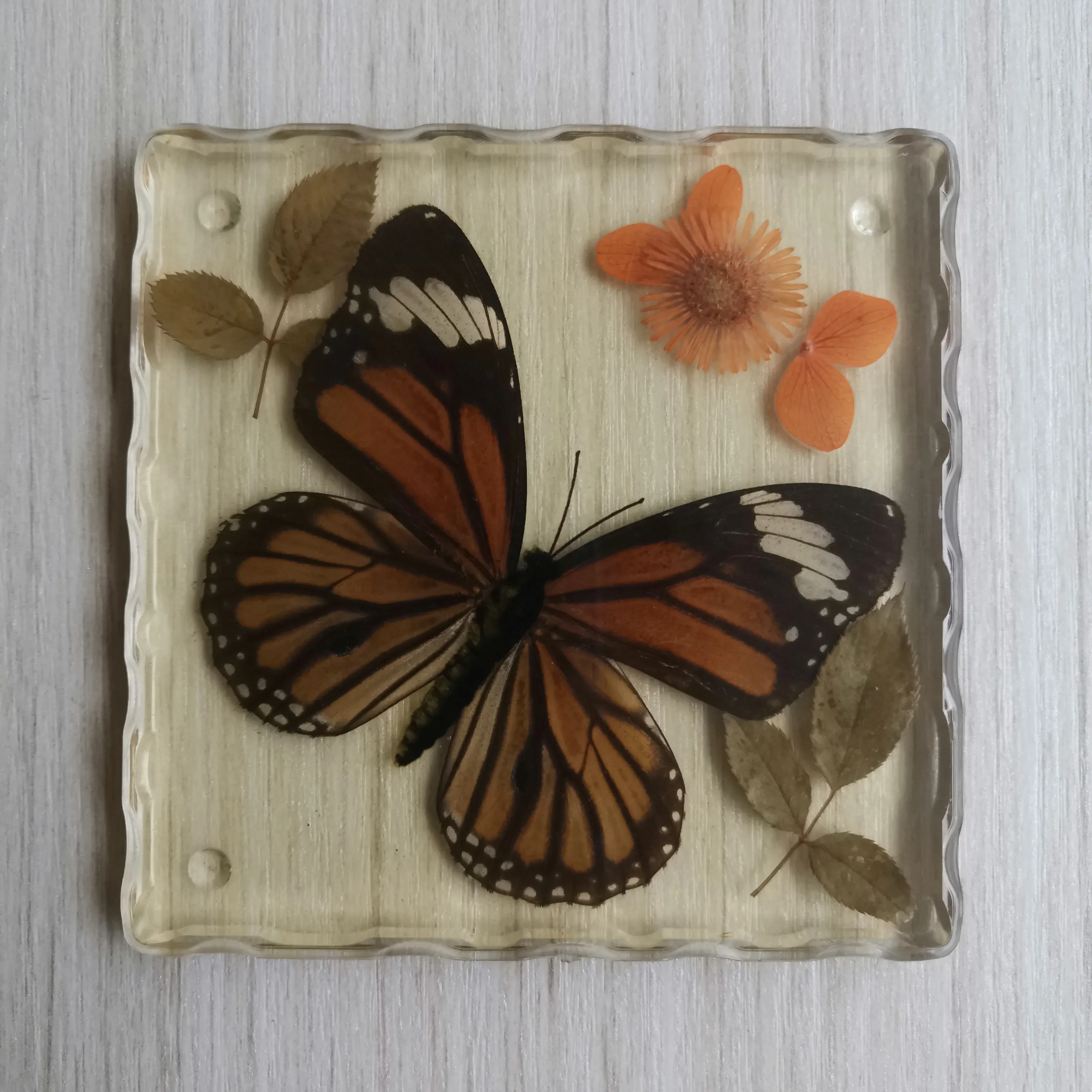 Real Insects Butterflies Insect Flowers and Plants Specimens Transparent Resin Specimens Teaching Beach Decorations for Home