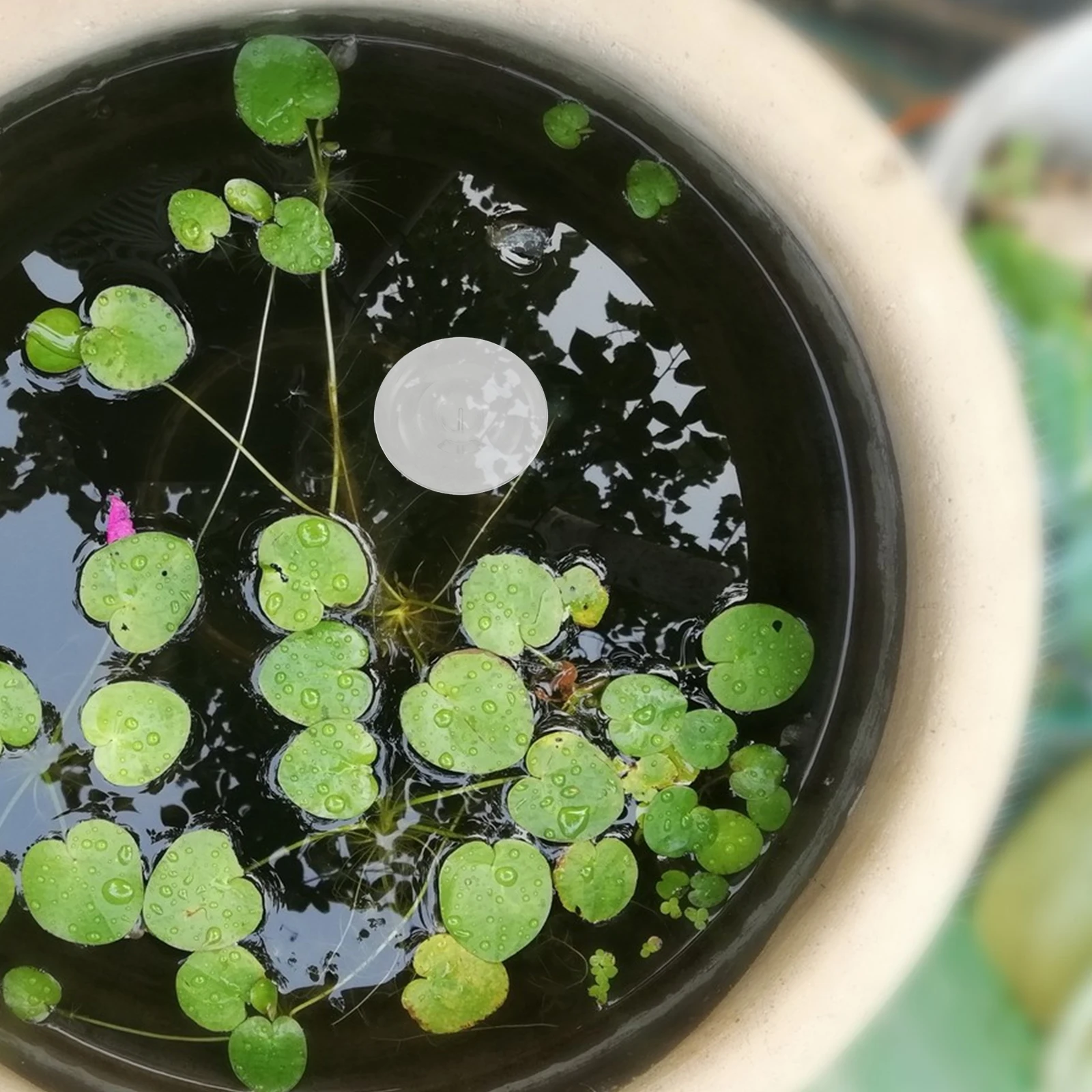 

6Pcs Floating Aquatic Plant Holders Transparent Flower Arrangers for Professional Floral Designs and Home Decoration