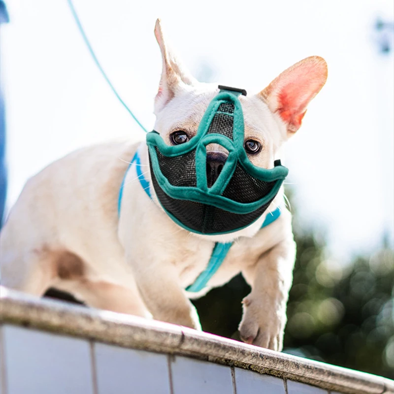 Skuteczny i wygodny mufa dla psów z krótkim pyskiem – test i analiza produktu cddm