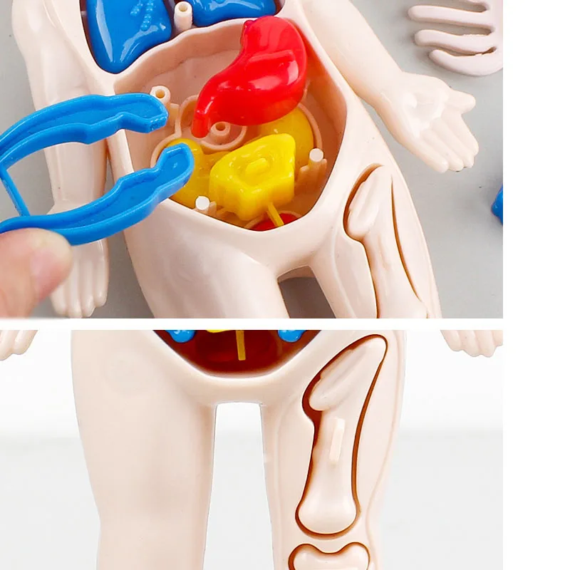 Montessori Toys Children Science Education Human Body Organ Anatomy Model DIY Assembled Medical Toys Teaching Tools Child Kids