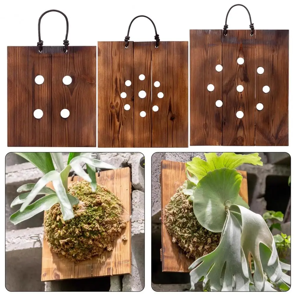 Staghorn Fern Hanger Wall Mounted Plant Holder Staghorn Fern Mounting Kit Wooden Board with Ventilation Holes Rustic for Orchids