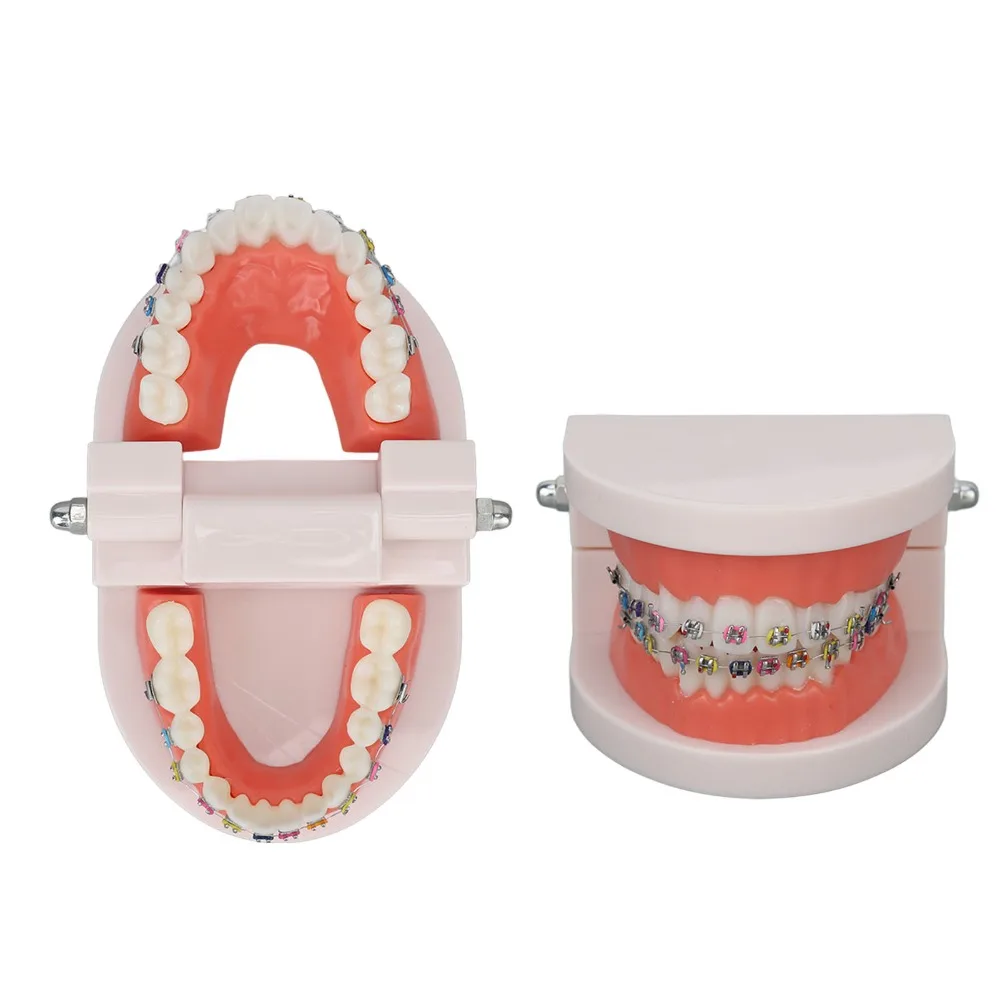 Standard Dental Typodont Teeth Model Demonstration Adult Typodont Orthodontic Metal Bracket Standard Teaching Model