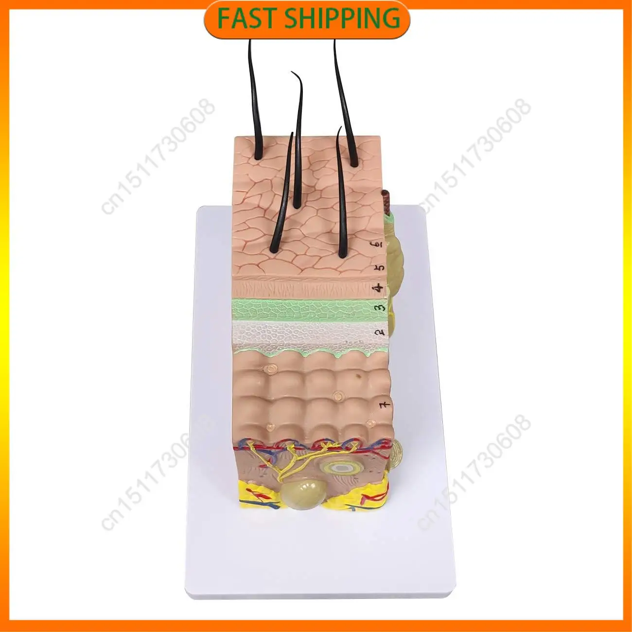 

Купите сейчас модель кожи, увеличенная анатомическая модель 35X, анатомия для научного исследования в классе, дисплей, обучающая модель