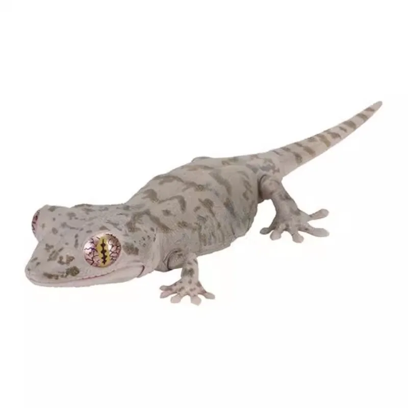 Bandai Japan Gashapon Figurine Cute Simulation Animal Biology Map House Lizard Gecko Action Figure Assembly Model Capsule Toys