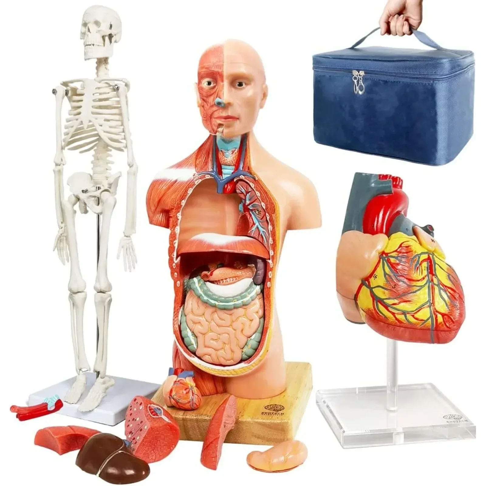 Human Body, Skeleton and Heart Models-Best Anatomy Model Bundle Set of 3 Hands-on