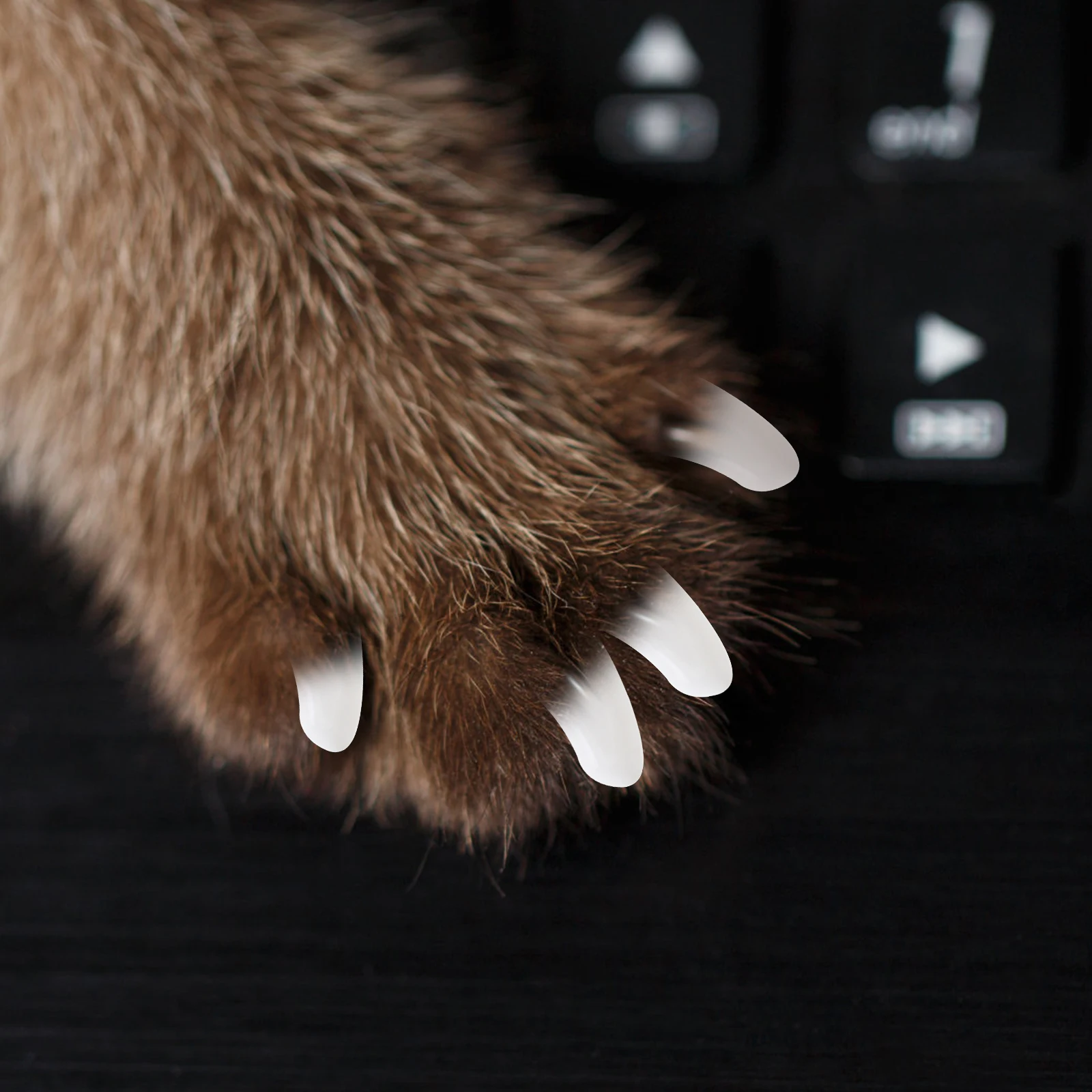 

2 Packs Pet Nail Set Claw Protective Covers Cat Durable Caps for Cats Pets Anti-scratch Tpr Dog