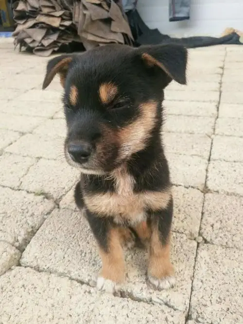 เสื้อโค้ทแขนยาวทรงหลวมสไตล์เรโทร สีขาวงาช้าง สำหรับผู้หญิง ปกตั้ง แจ็คเก็ตสไตล์ไฮสตรีท ทรงหลวมลำลอง ติดกระดุม