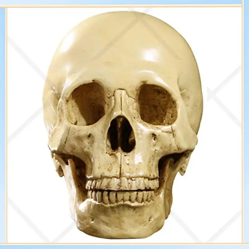 -SPOR 6X Model 1: 1 Resin Human Skull Anatomical Teaching Decoration Yellow