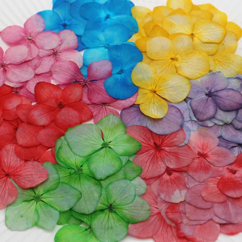 12PCS/24PCS Real Natural Dried Pressed Hydrangeas Flowers Petals,Small Hydrangea Dry Roses For DIY Craft Resin Jewellery,Candles