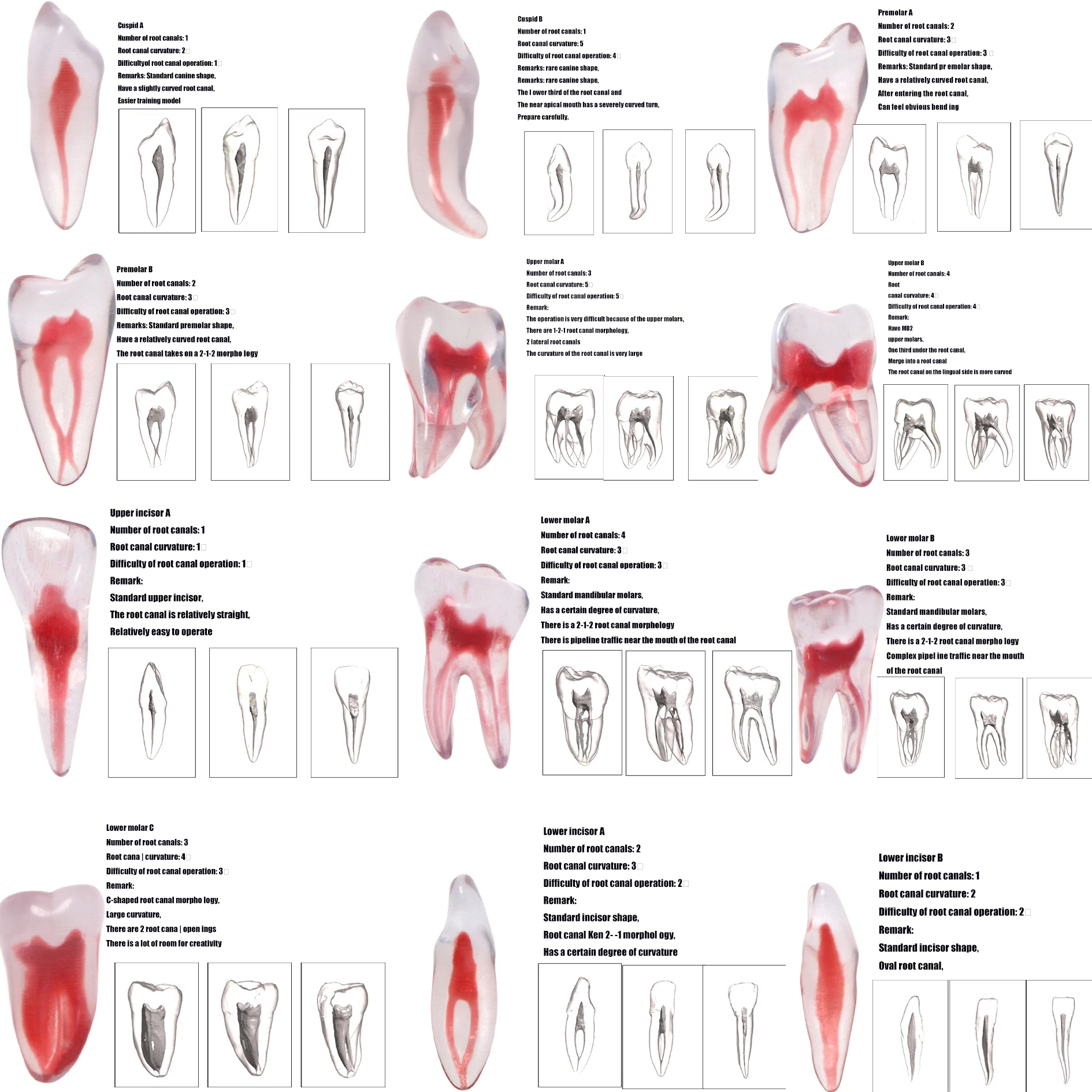 Dental Training 3D RCT Endo Tooth Model Practice Model Curved Root Resin Teeth 12 Pcs