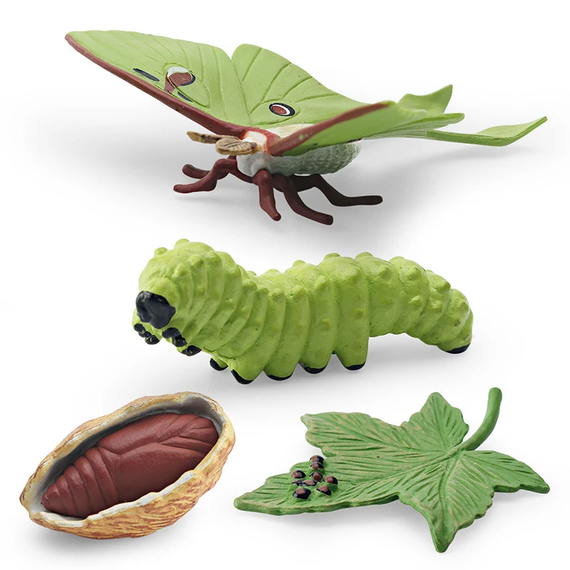 Simulation Insect Animal Luna Moth Growth Cycle Model Long-tailed Silkworm Growth Process Static Ornaments Kids Cognitive Toys