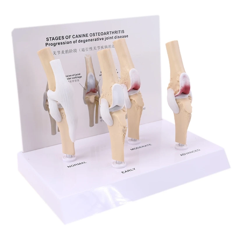 동물 개 개 무릎 관절 모형 골격 수의학 교육 연구 디스플레이