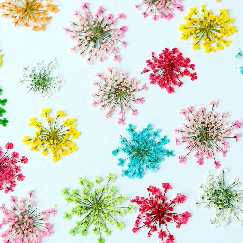 

Dried Pressed Flower for Candle Decoration, Bulk Packing, White Lace, Bulk, Wholesale