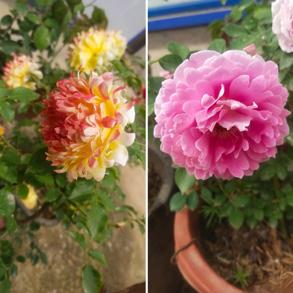 30 جرام من الأسمدة المركبة الخاصة بالورد NPK التغذية المتوازنة يعزز نمو النبات والمزيد من الزهور #6