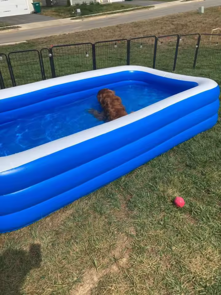 Piscină obișnuită