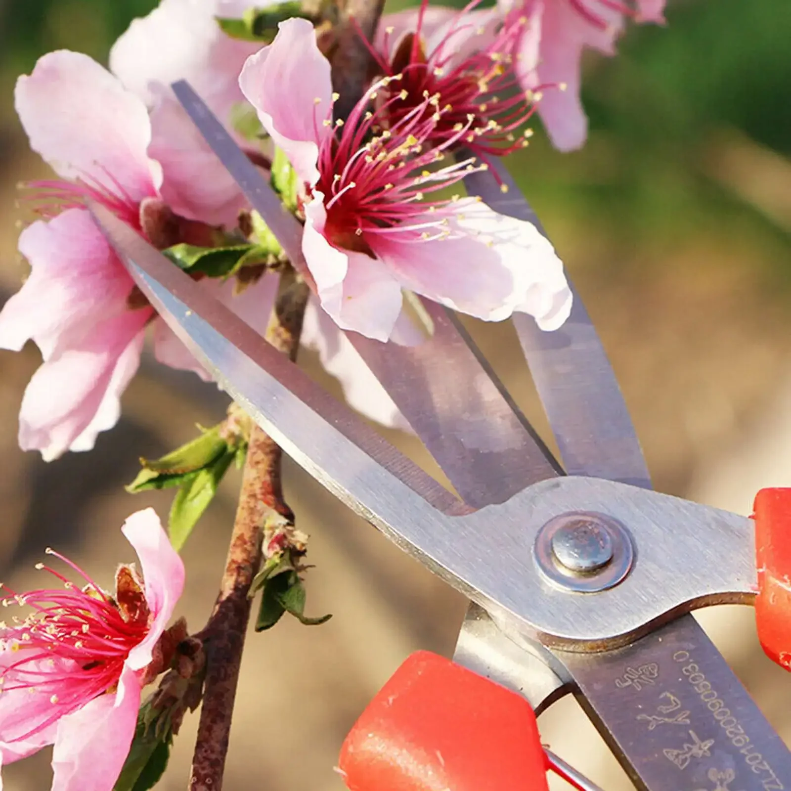 SK5 Carbon Steel Double-Port Fruit and Flower Thinning Shears Garden Pruning Shears Garden Tools 65 (mm) Hand Tools Scissors