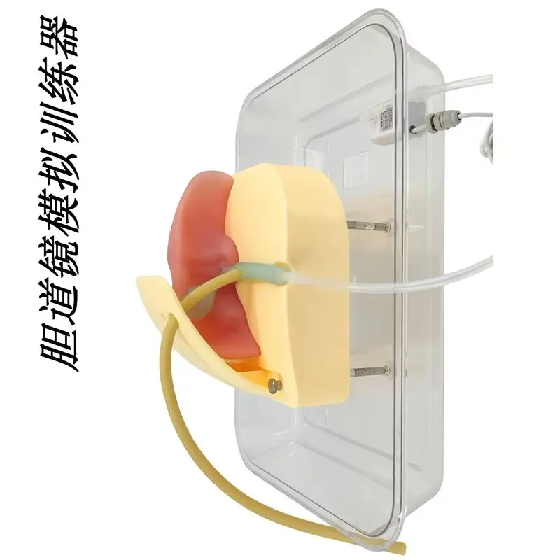 Cholangioscopy Training Model, Hepatobiliary Model T-tube Lithotomy Training Model