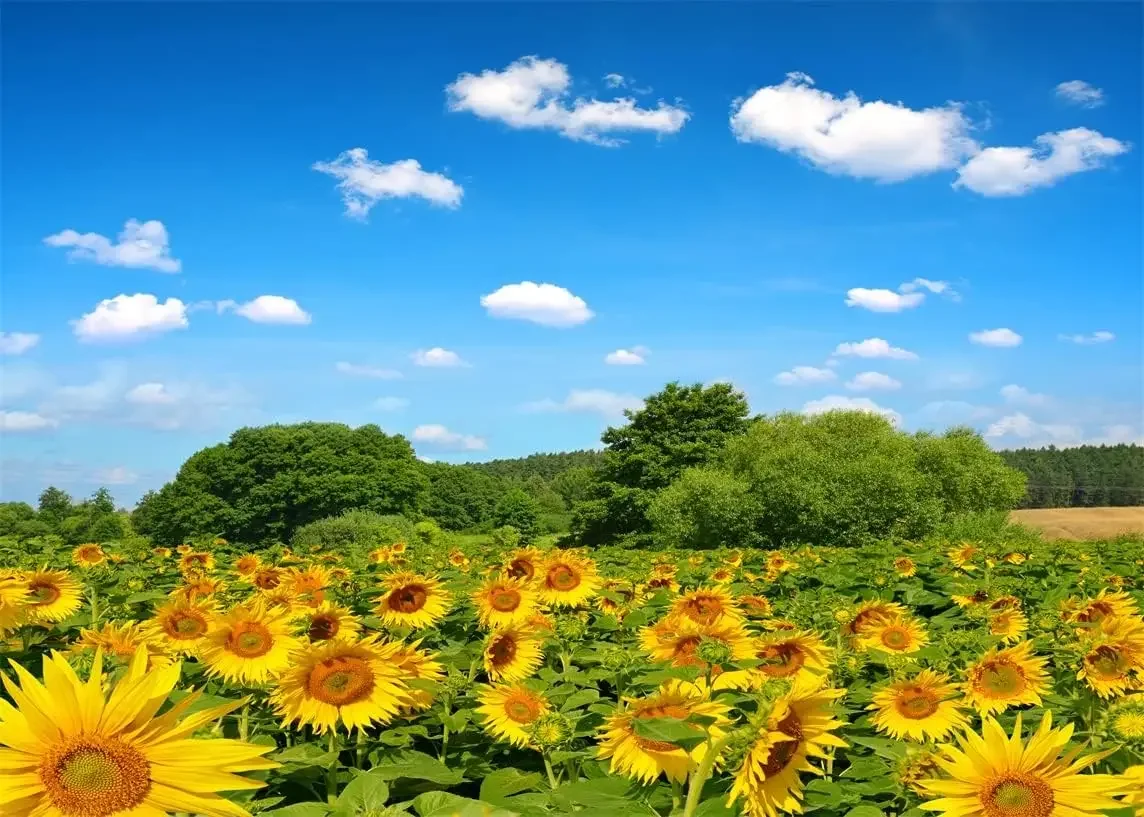 

Sunflower Field Green Trees Blue Sky Nature Background Birthday Wedding party photo background photography backdrop studio