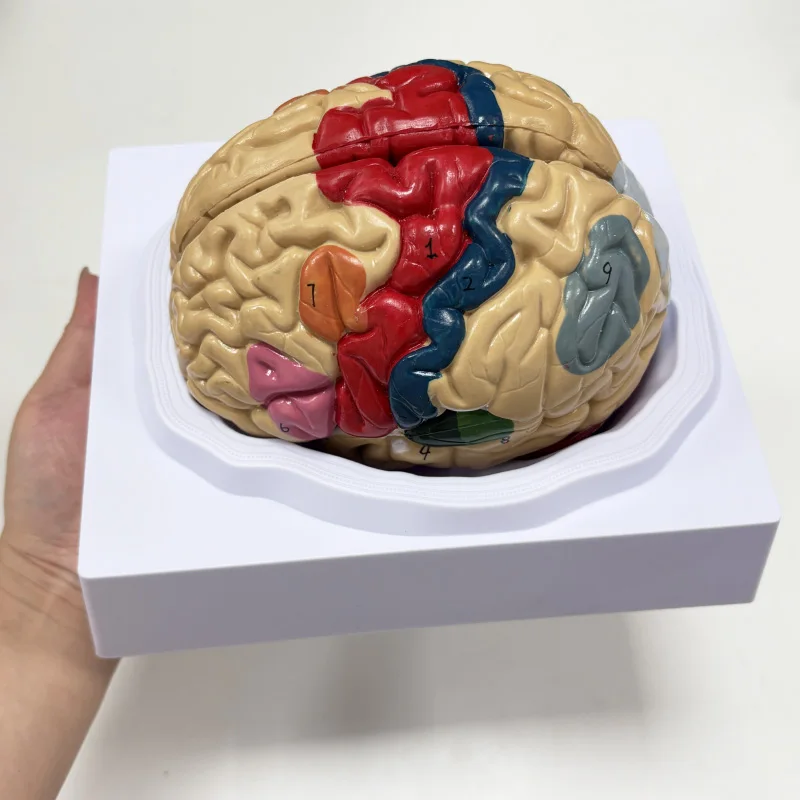 Brain Cortex Functional Localization Model, Human Brain Anatomy Model, Teaching and Training Specific