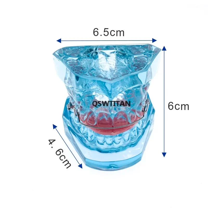 Dental Functional Orthopedic Bionator Removable/Hawley Retainer Teeth Model Dental Teach Study Model