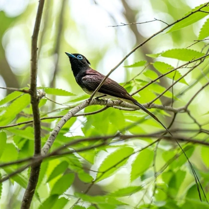 

1/10 имитация альпинистского автомобиля для JJRC C8815, масштаб 2,4G, военный грузовик, внедорожник, военная транспортировка, модель автомобиля с дистанционным управлением