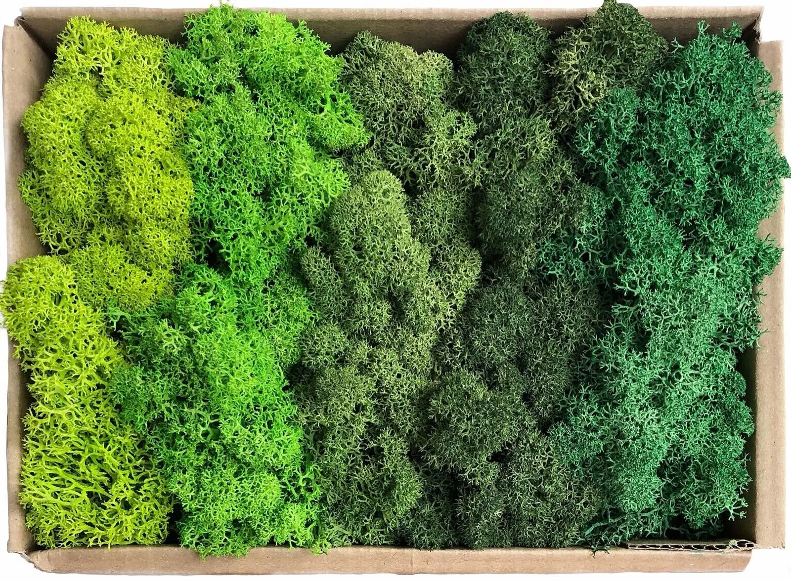 20g/200g Naturalny zielony mech Rośliny symulacyjne Wieczne życie Mech Ogród Wystrój domu Ściana Mini Ogród Mikro Krajobraz Acce