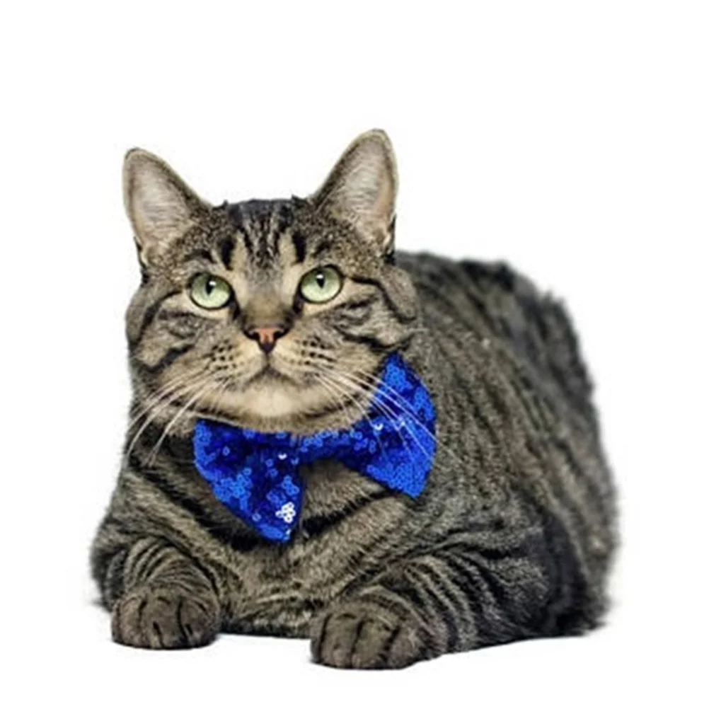 

2pcs Pet Birthday Hat Puppy Crown Hat Kids Party Fashionable Dog Costume Props Sequin Bow Tie Bright Color Dog Dress Up
