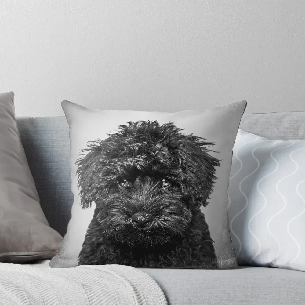 Toy Poodle Dog - Bw…