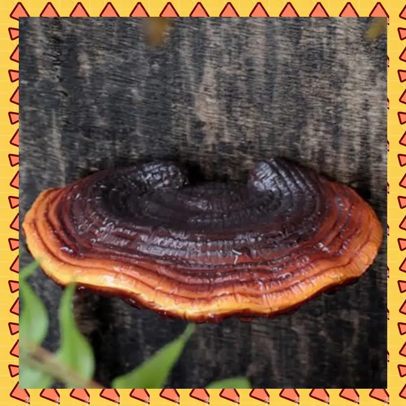 

A008 Set Of 10 Mushroom Shelf Wall Decor Small Wall Shelf For Bedroom Resin Mushroom Decor Floating Shelves Corner Wall Decor