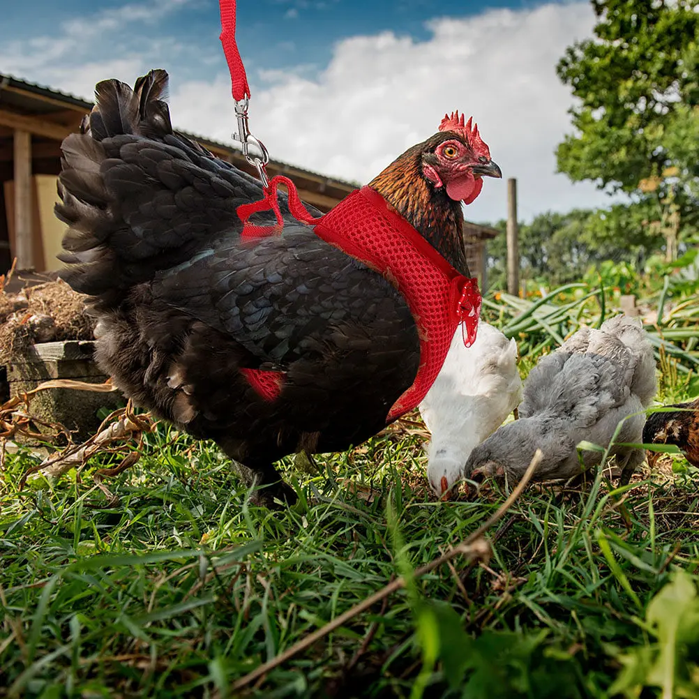 

3Sets Fine Workmanship Hen Traction Rope Chicken Leash Harness Vest Set Even Pressure Distribution Rooster Decoration Vest