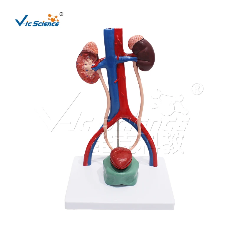 

Human anatomical enlarged model of urinary system