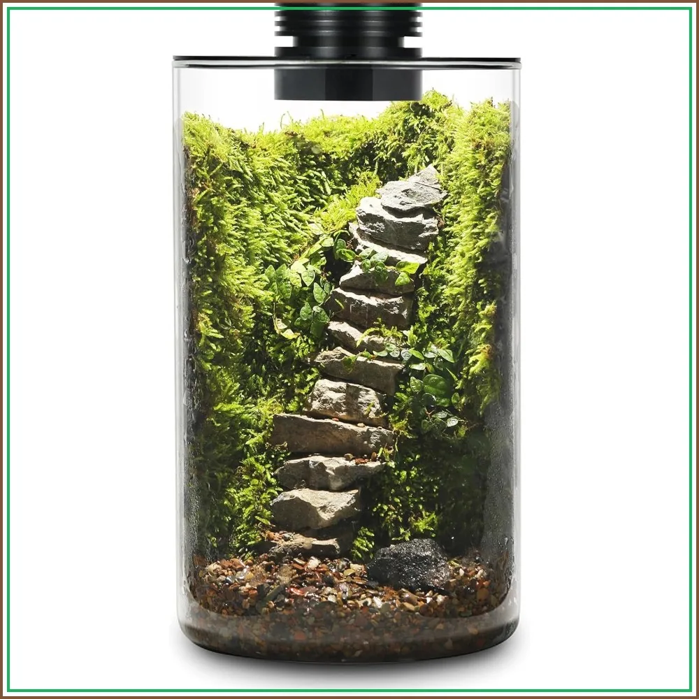 

Glass Plant Terrarium with Grow Light, 9.8" H x 5.9" D, for Succulents Moss Miniature Gardens Betta Fish Tank, Home Office Decor, Plant Lovers Gift