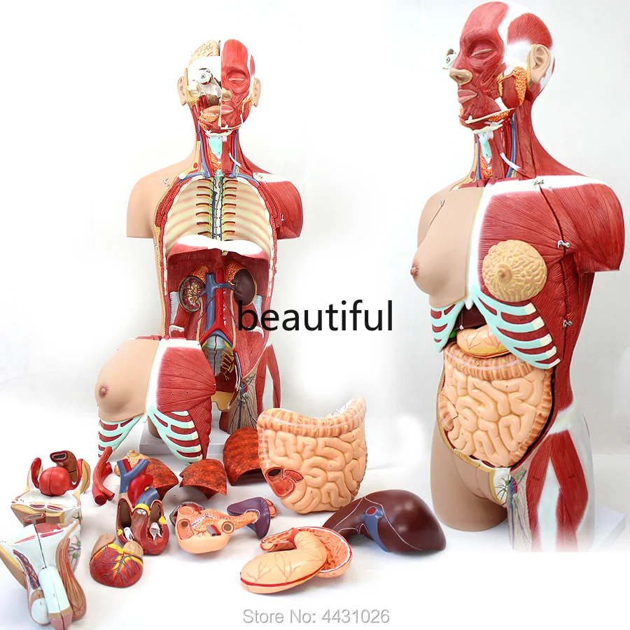 ENOVO Anatomical model of anatomy of the body organ of 85CM human organ system