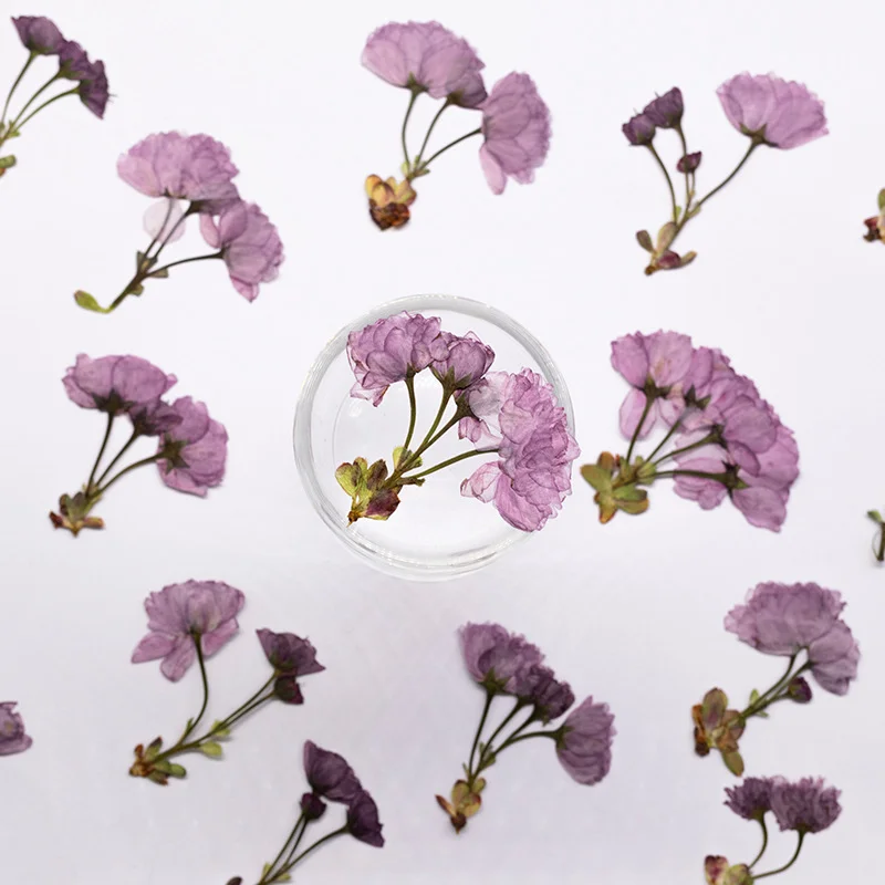 48Pcs New Product Guanshan Cherry Blossom Side-Pressed Multi-Head Dried Flowers DIY Real Leaf Plant Specimen Bookmark Pressed Flower Table Lamp Decoration Painting Material Kit Craft Decoration - view 5